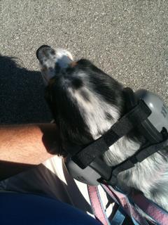 Belle with Mutt Muffs.JPG